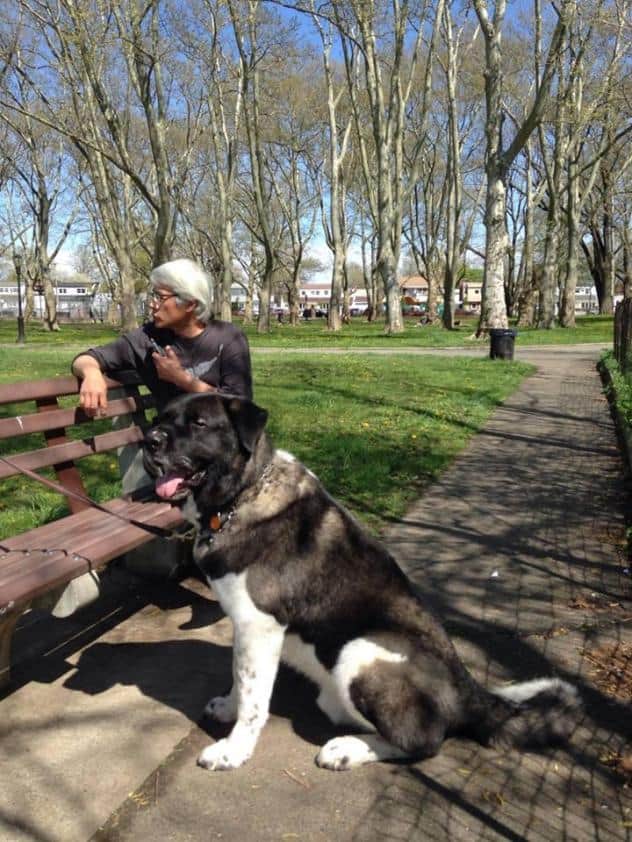 Full grown discount akita dog