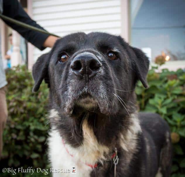 Corin - Big Fluffy Dog Rescue