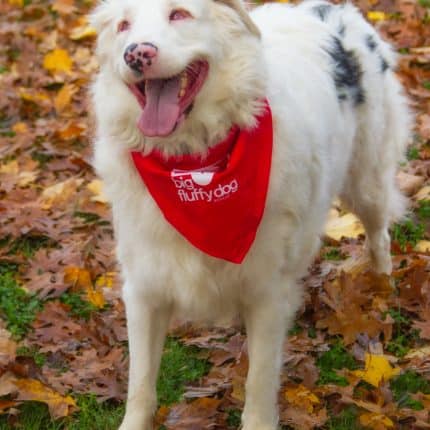 double merle adoption