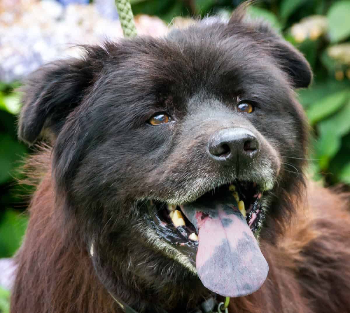 big fluffy dogs that look like bears