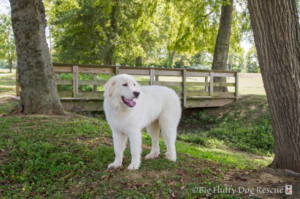 big fluffy dog rescue adoption fee