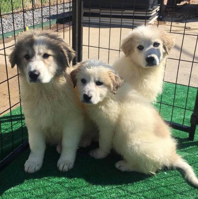 big fluffy puppies
