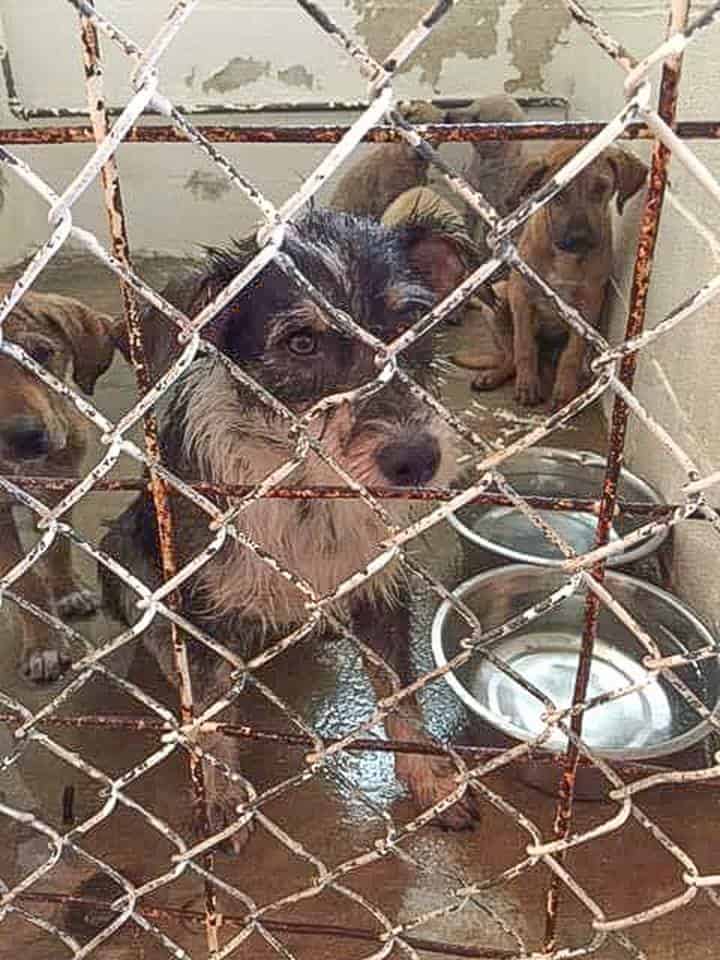 Dogs in really rough shape from a rural shelter need your help. - Big ...