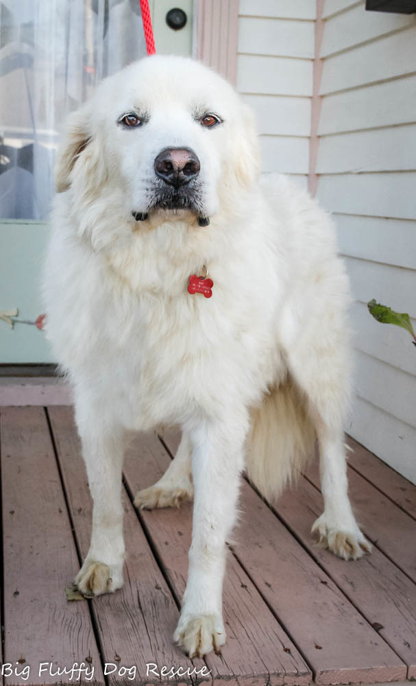 big fluffy dog rescue adoption fee