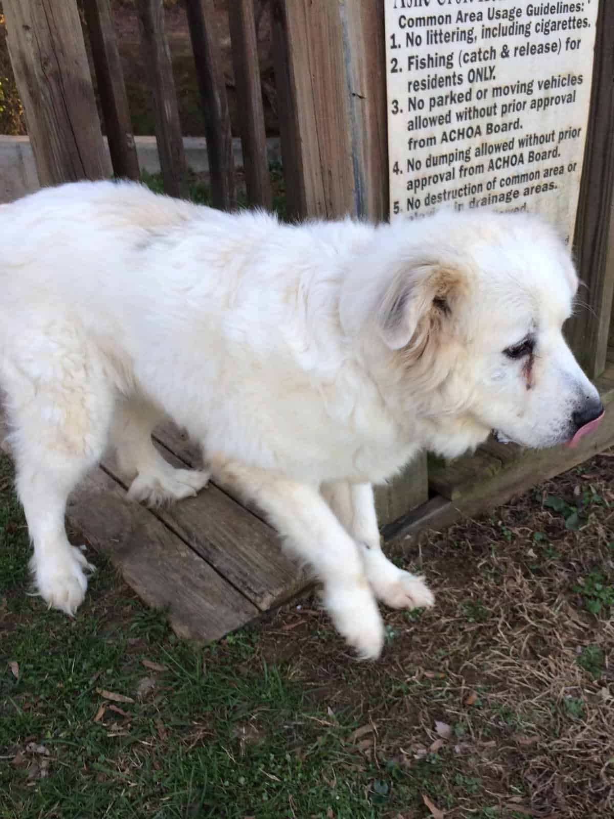 Rufus - Big Fluffy Dog Rescue