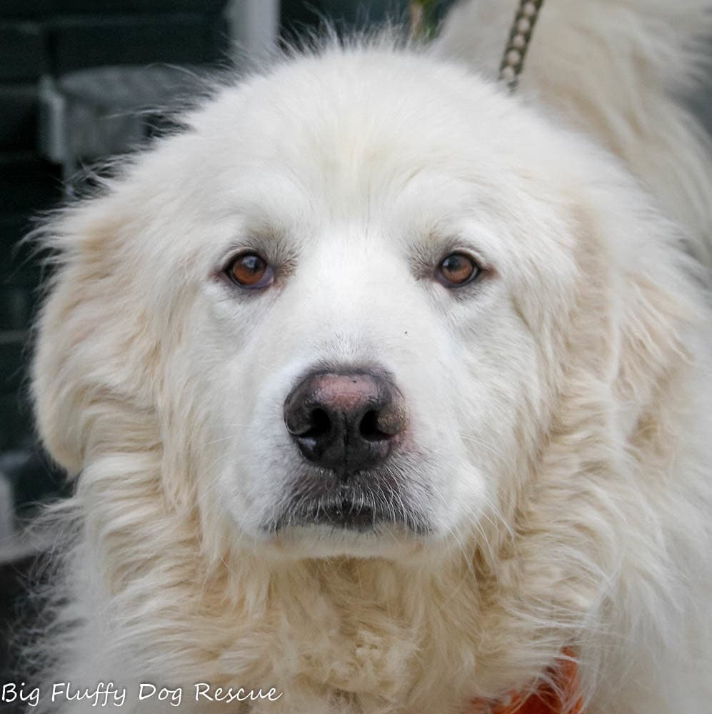 Kurt - Big Fluffy Dog Rescue