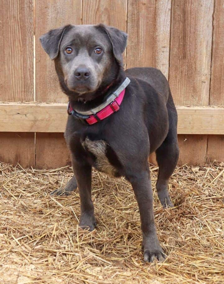 Lorelei - Big Fluffy Dog Rescue