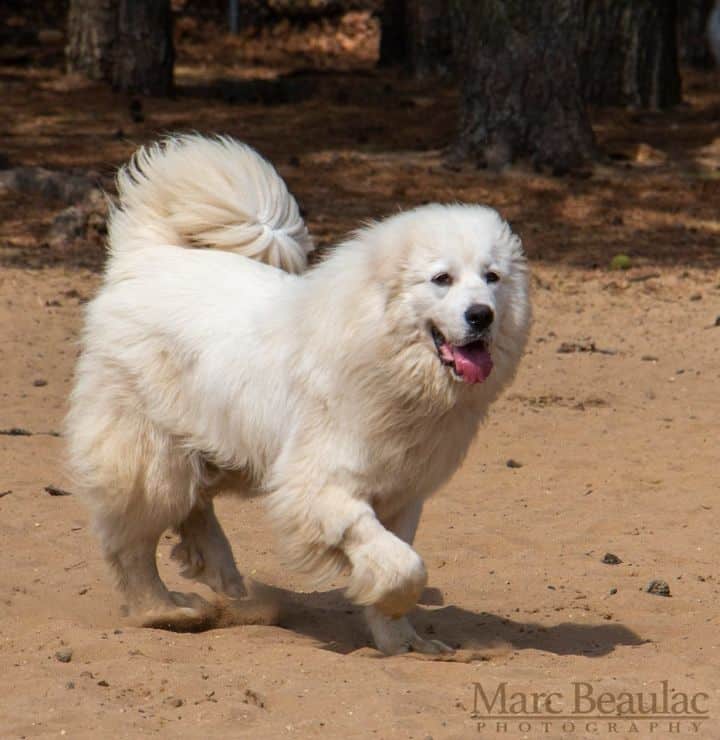 Beatrice Big Fluffy Dog Rescue