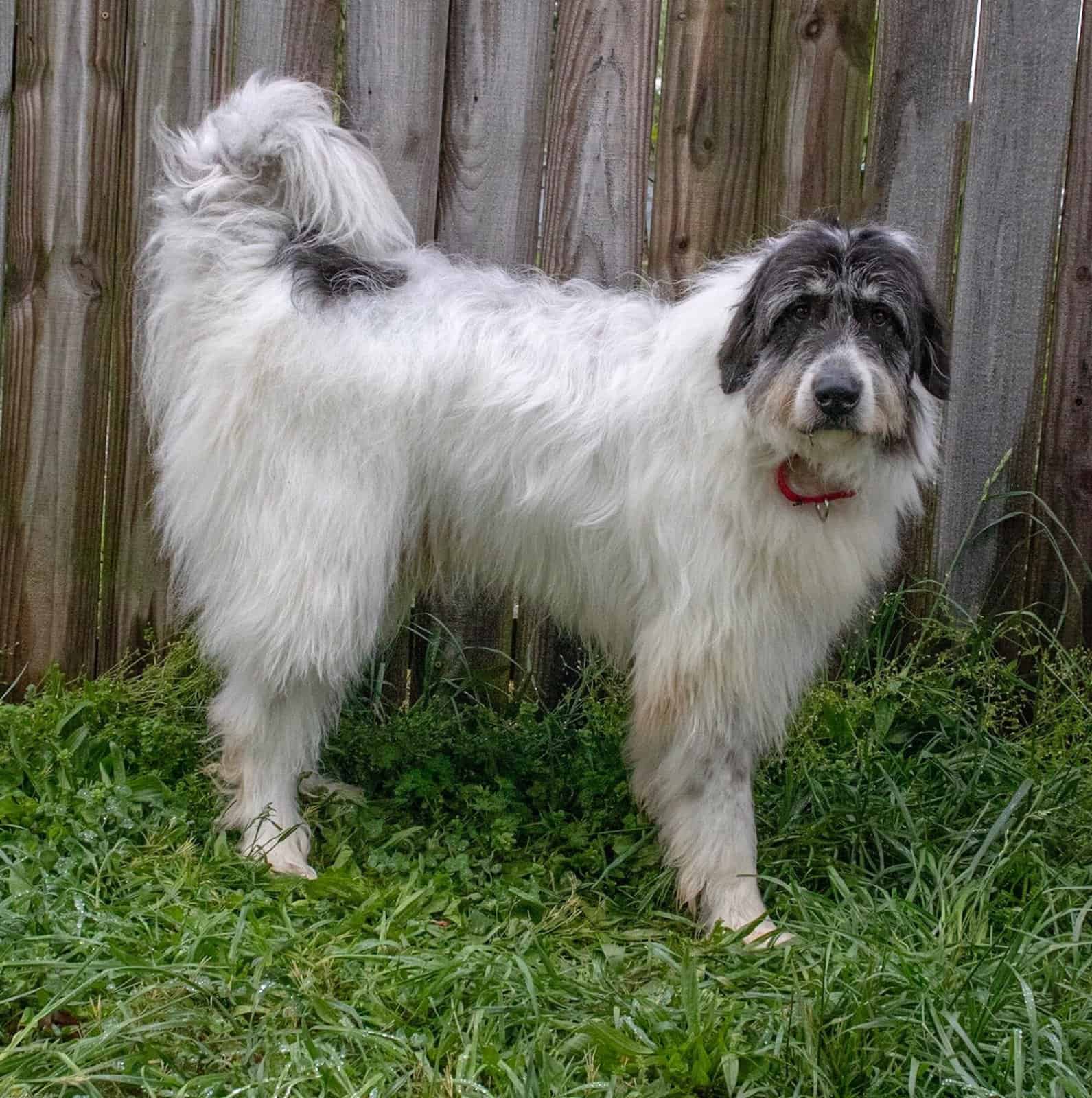 Irish wolfhound sales great pyrenees