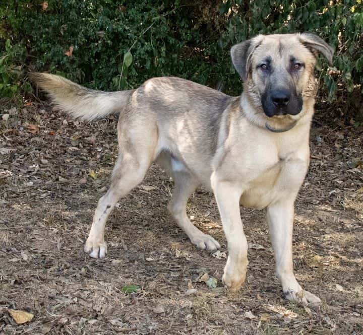 Harris - Big Fluffy Dog Rescue