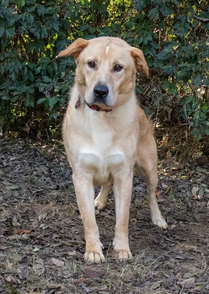 Yukon - Big Fluffy Dog Rescue