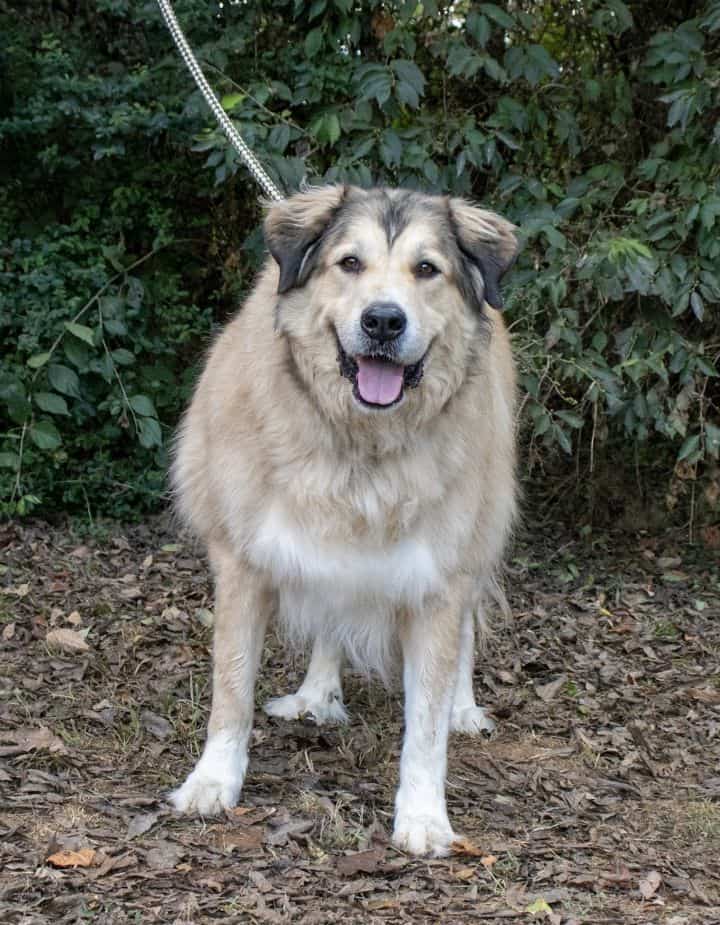 Shaggy - Big Fluffy Dog Rescue