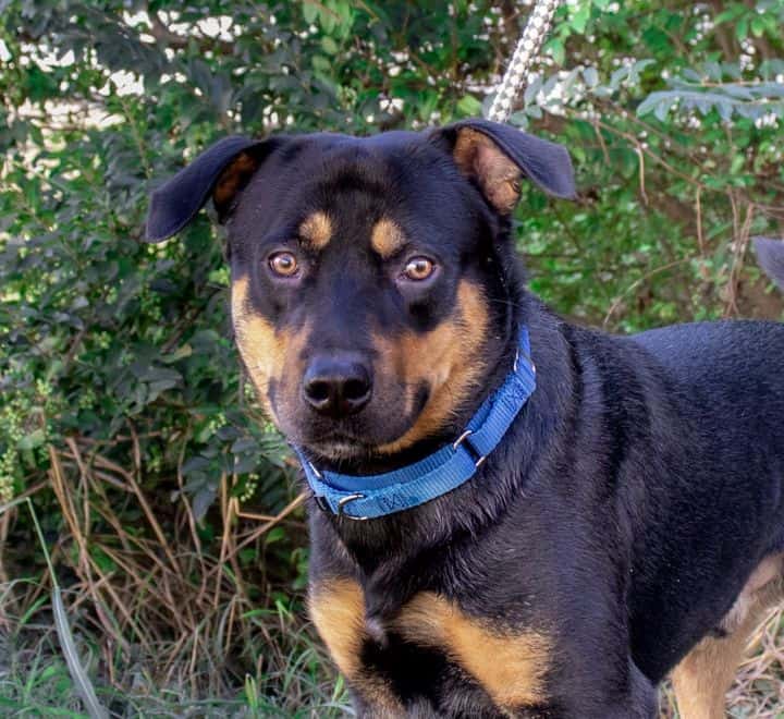 xavier dog collar