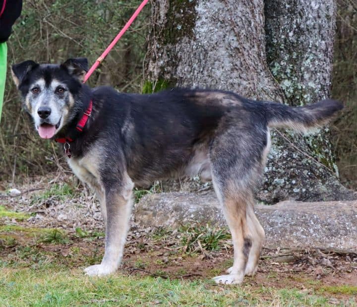 Soho - Big Fluffy Dog Rescue