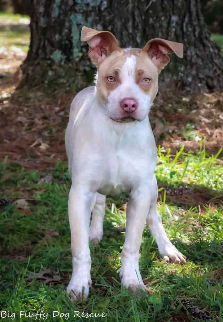 Fabio - Big Fluffy Dog Rescue