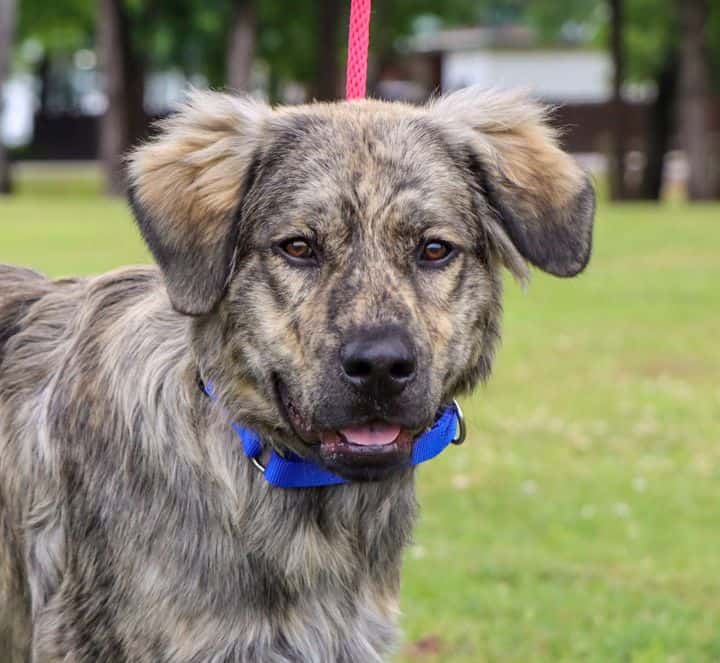 Ash - Big Fluffy Dog Rescue