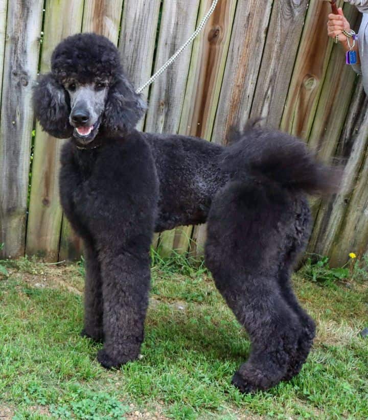 Timmy - Big Fluffy Dog Rescue