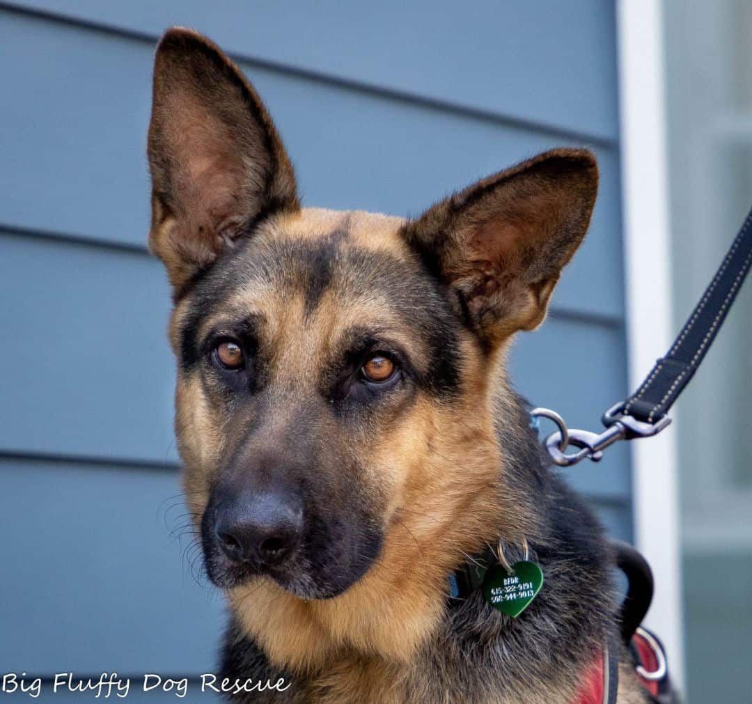 Big fluffy german sales shepherd