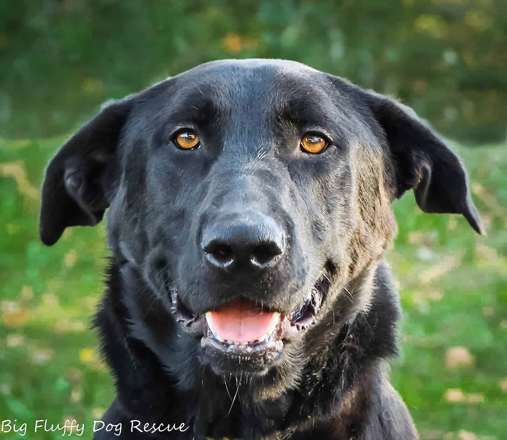 Boomer - Big Fluffy Dog Rescue