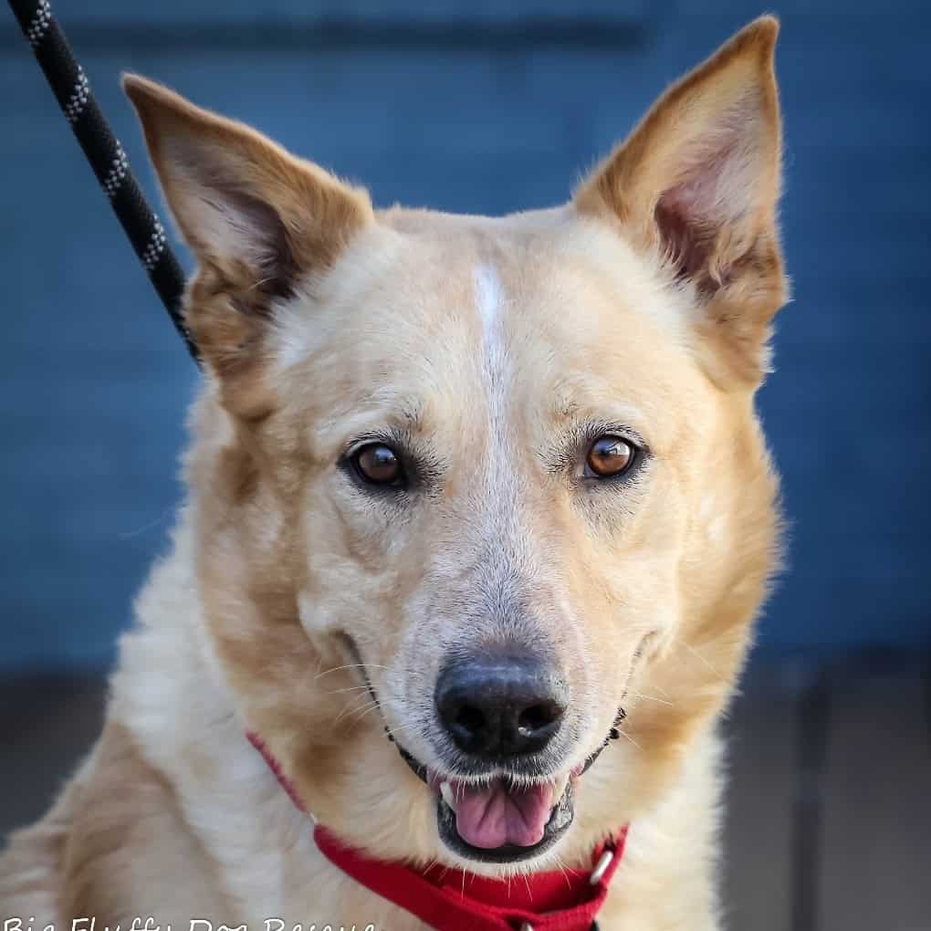 Brick - Big Fluffy Dog Rescue