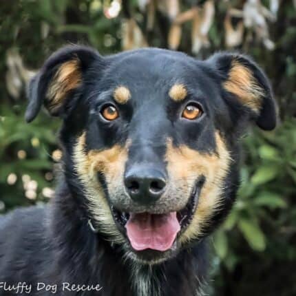 Sidney - Big Fluffy Dog Rescue