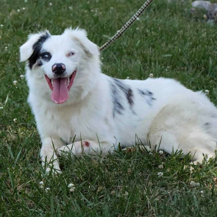 Double merle sale adoption