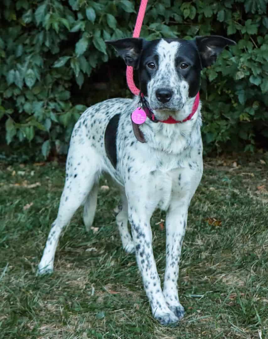 harper-big-fluffy-dog-rescue