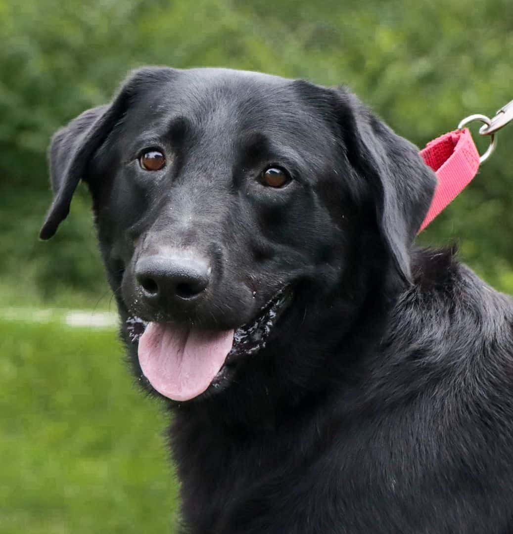 Boone - Big Fluffy Dog Rescue