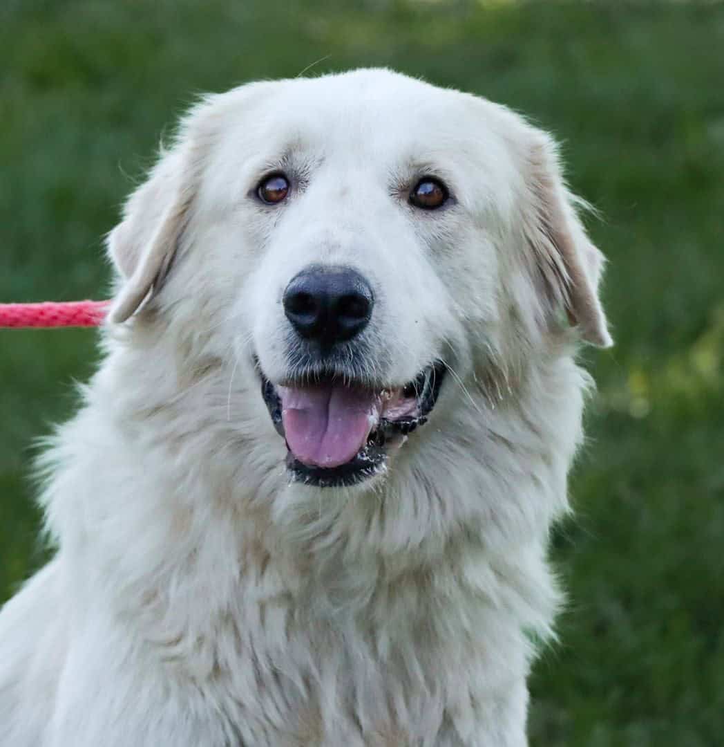 Giselle - Big Fluffy Dog Rescue