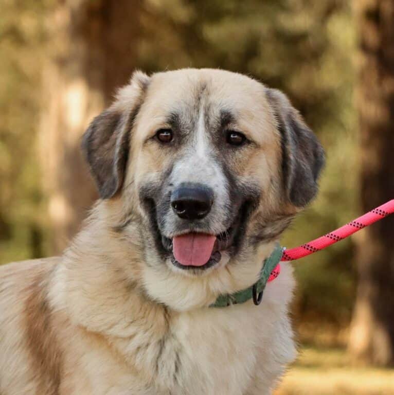 miller - Big Fluffy Dog Rescue