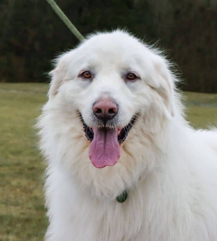 Kit - Big Fluffy Dog Rescue