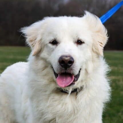 Niall - Big Fluffy Dog Rescue