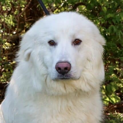 Gino - Big Fluffy Dog Rescue