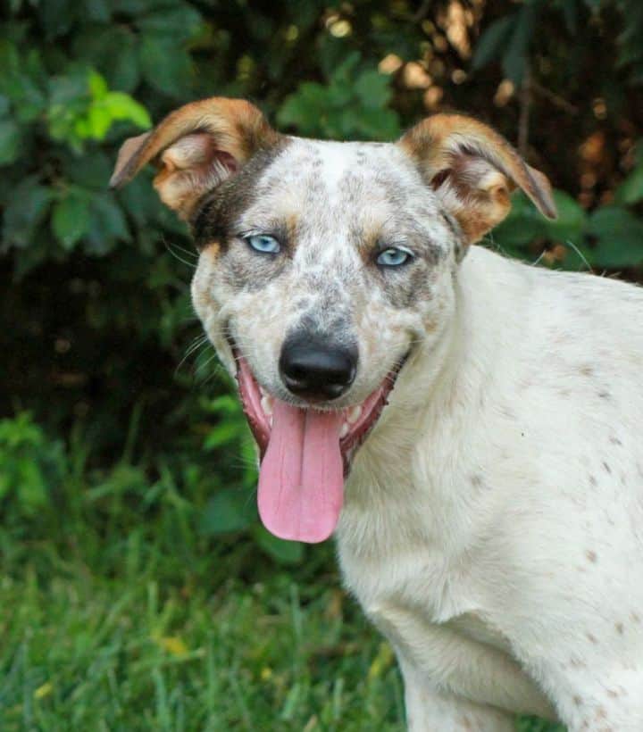 Blue heeler hot sale great pyrenees