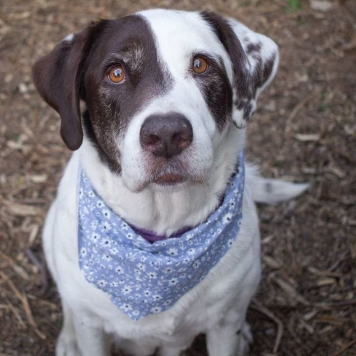 Dog for adoption - Boston, a Pit Bull Terrier Mix in Hagerstown, MD