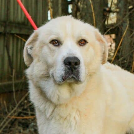 All about Great Pyrenees (and their mixes) - Big Fluffy Dog Rescue