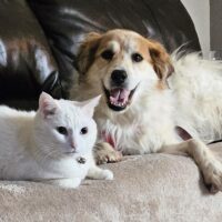 Mellow couch dweller seeking roommate