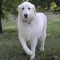 Phoebe