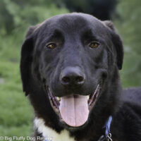 Handsome, friendly and all play. Eye candy for the active among us.