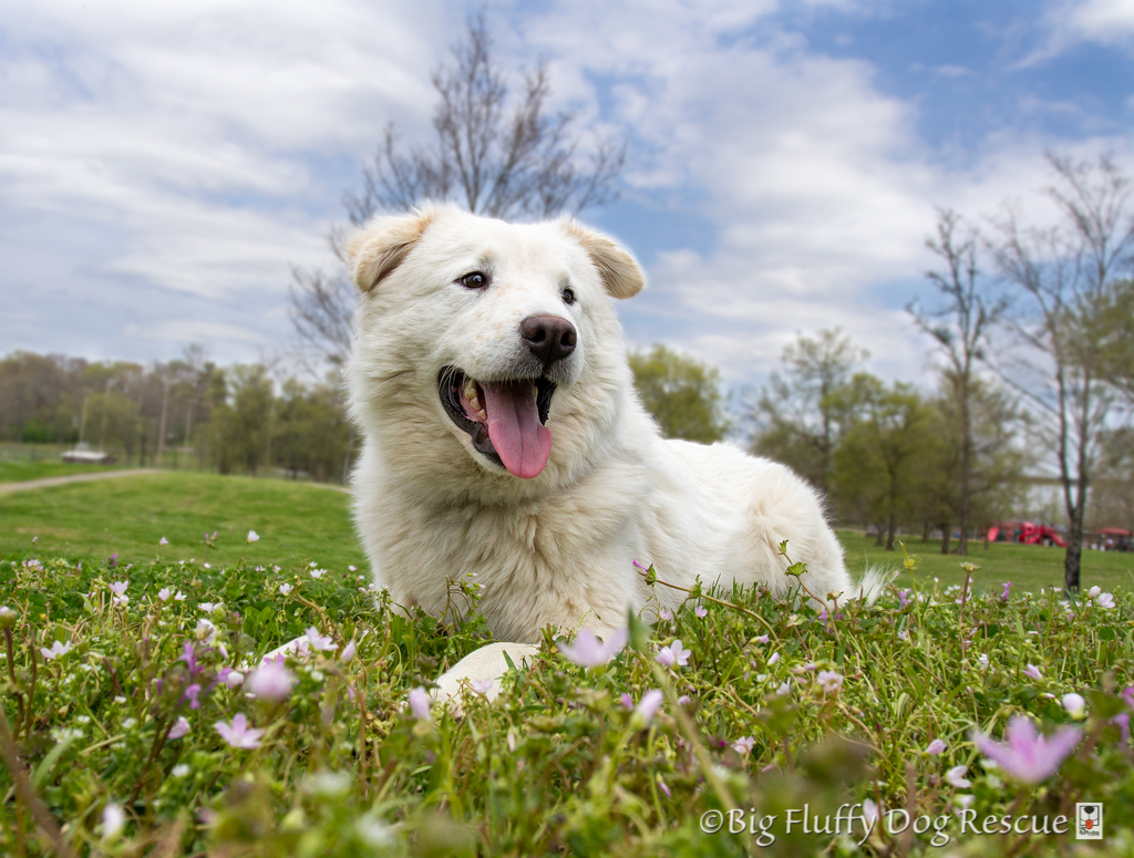 Paddington Bear for web